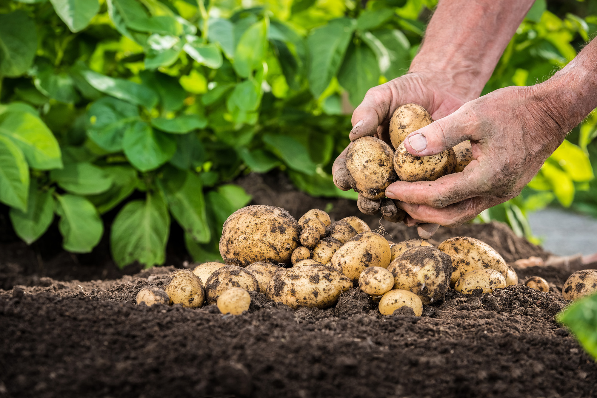 Bauer holt Kartoffeln aus der Erde