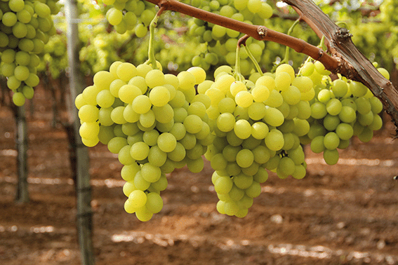 Tafeltrauben am Weinstock