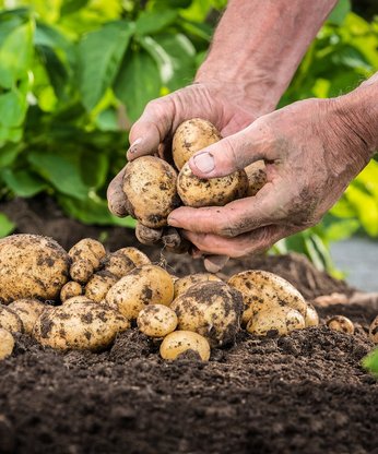Bauer holt Kartoffeln aus der Erde