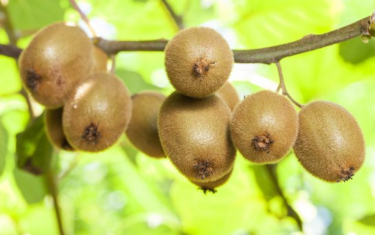 Foto Kiwi am Baum