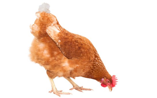 Nahaufnahme Körper Huhn