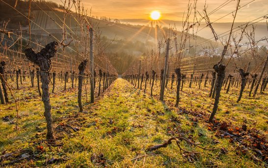 Sonnenuntergang Weinberge Weitaufnahme