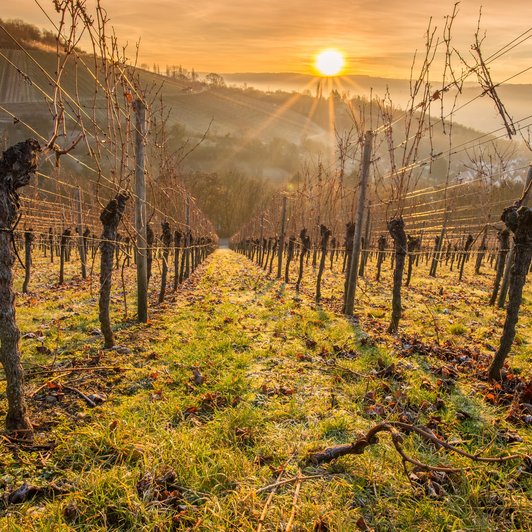 Sonnenuntergang Weinberge Weitaufnahme