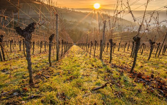 Sonnenuntergang Weinberge Weitaufnahme