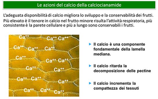 Powerpointfolie zu Calciumcyanamid 