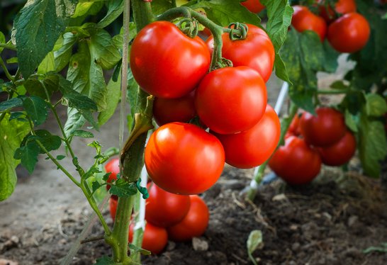 Tomaten rot Nahaufnahme