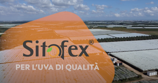 Sitofex Werbung