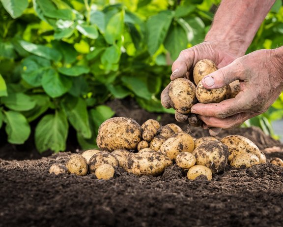 Kartoffeln auf Erde und in Händen