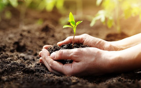 Wachsende Pflanze in Händen