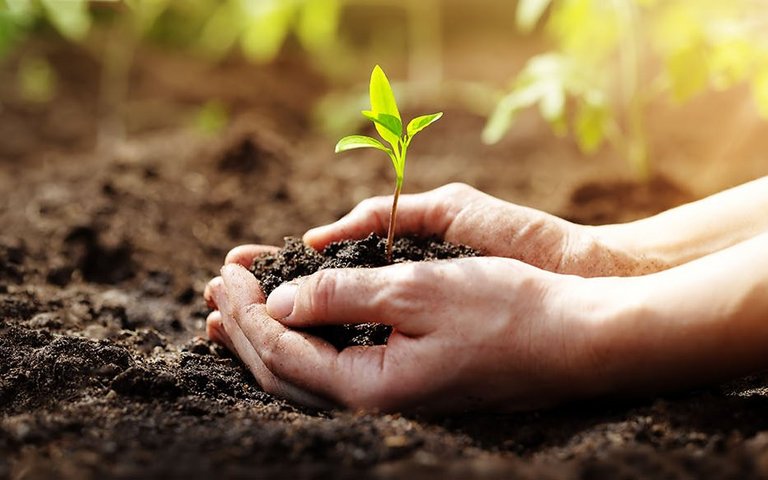 Wachsende Pflanze in Händen