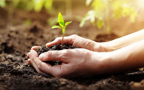 Wachsende Pflanze in Händen