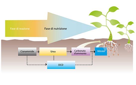 Alzchem Perlka Fase di nutrizione italienisch