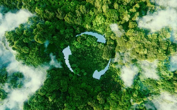 Wald Natur und Umwelt