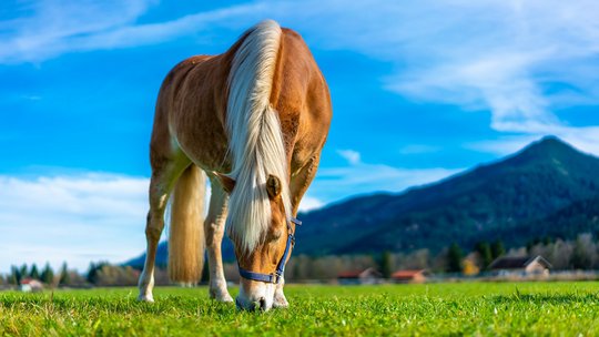 Pferd auf Weide