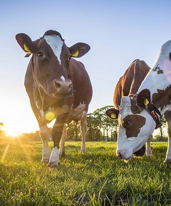Kühe auf der Wiese mit Sonne im Hintergrund