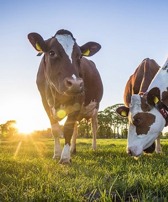 Kühe auf der Wiese mit Sonne im Hintergrund