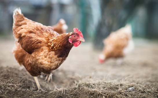 Huhn im Vordergrund