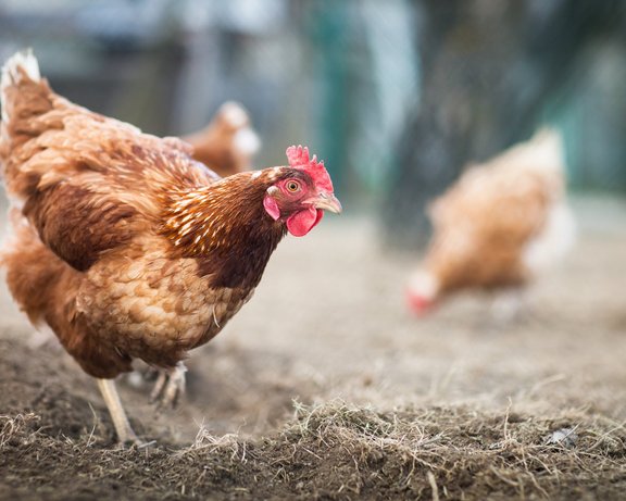 Huhn im Vordergrund