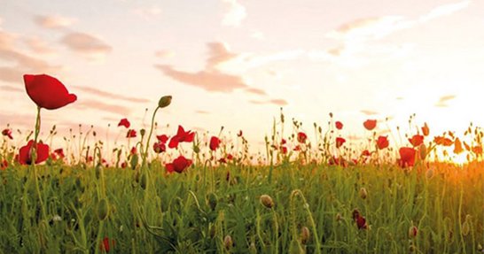 Feld mit roten Mohnblumen