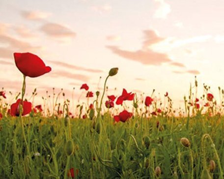 Feld mit roten Mohnblumen