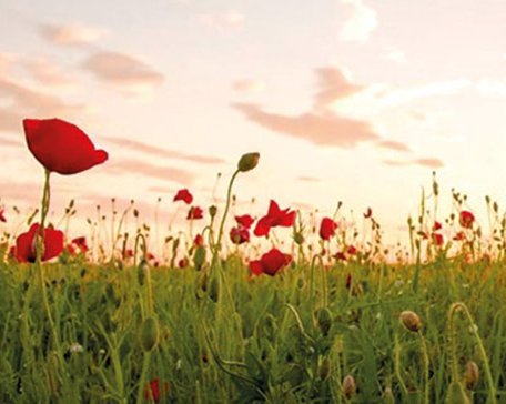 Feld mit roten Mohnblumen