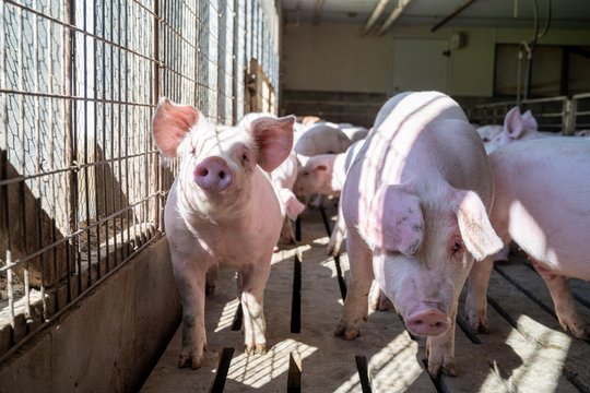 Schweine im Sonnenlicht