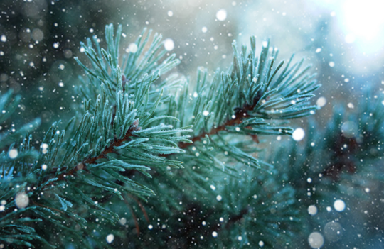 Tannen im Winterschnee