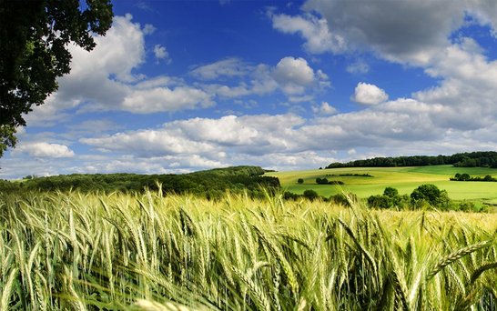 Feld mit Weizen