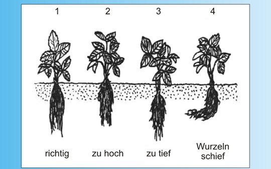 Grafik Wachstum Erdbeere