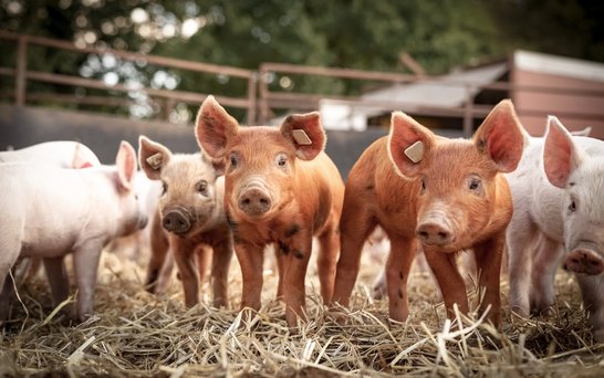 Ferkel in braun und rosa