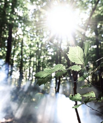 Wald mit Sonnenlicht