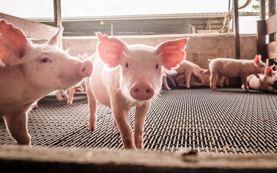 Schweinestall mit Schweinen