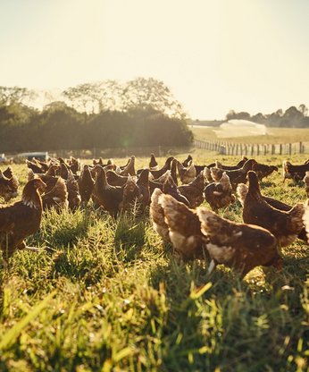 Hühner werden auf dem Feld gefüttert