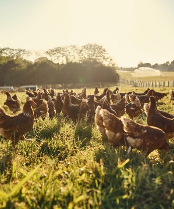 Hühner werden auf dem Feld gefüttert