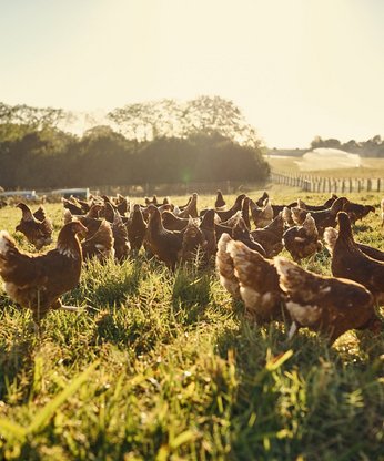 Hühner werden auf dem Feld gefüttert