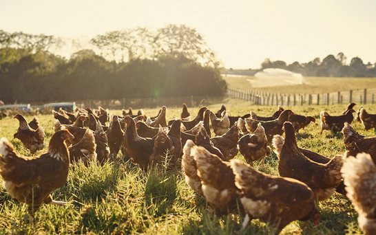 Hühner werden auf dem Feld gefüttert