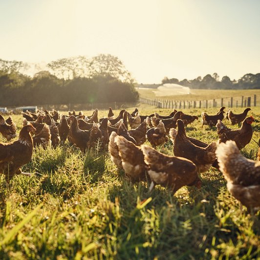 Hühner werden auf dem Feld gefüttert