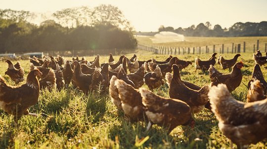 Hühner werden auf dem Feld gefüttert
