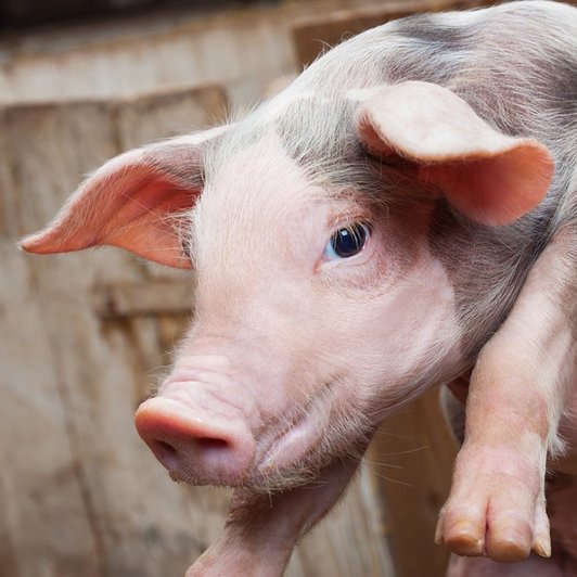 Schwein in den Händen von einem Bauer