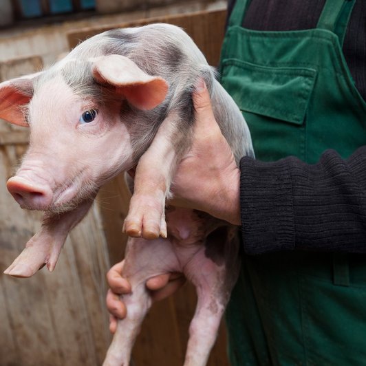 Schwein in den Händen von einem Bauer