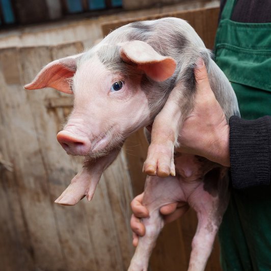 Schwein in den Händen von einem Bauer