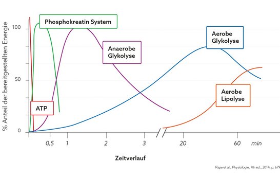 Creamino Grafendiagramm im Zeitverlauf