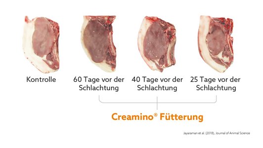 Fleisch Querschnitte Creamino Fütterung