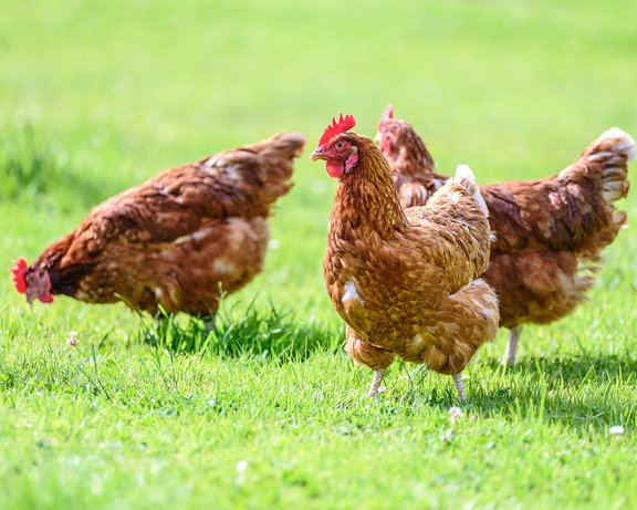 Hühner auf Feld