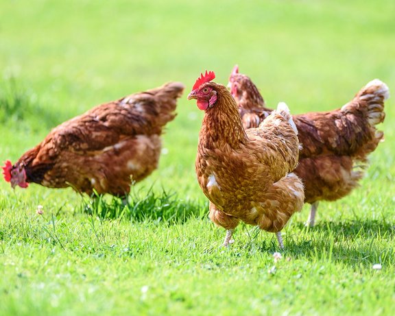 Hühner auf Feld