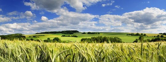 Feld mit Weizen