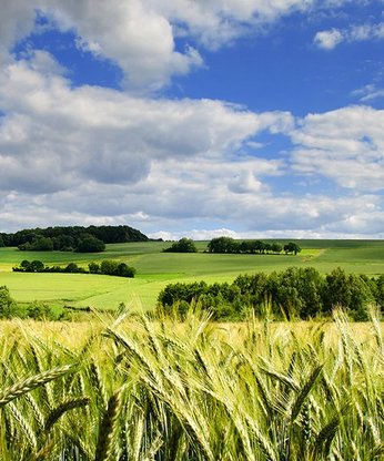 Feld mit Weizen