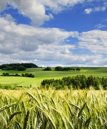 Feld mit Weizen