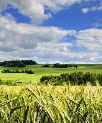 Feld mit Weizen