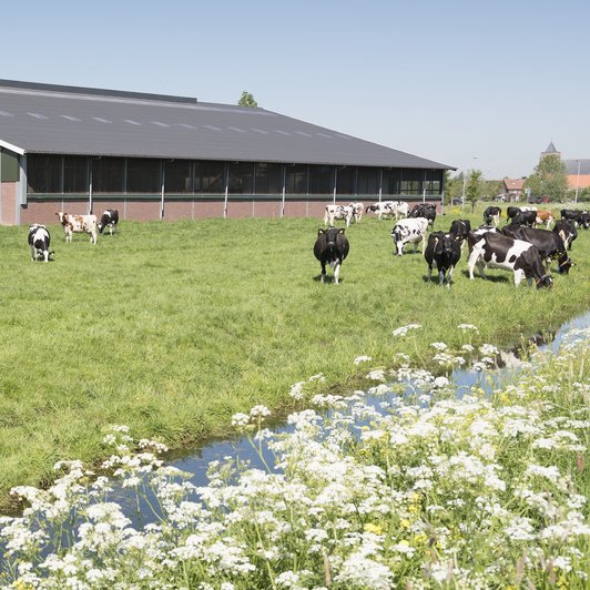 Kuhweide und Stall
